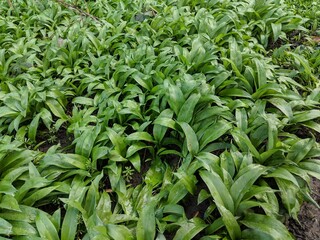 Ramsons or Wild Garlic (Allium ursinum)