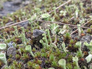 Cladonia pixie-cup lichens in the British countryside
