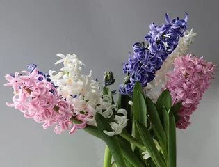 Fototapeten pink,white and lila hyacinth fllowers at spring close up © Maria Brzostowska