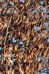 dry,dead brown leaves of hornbeam tree at autumn