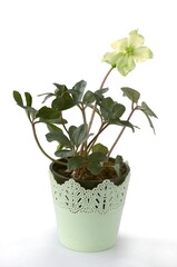 yellow flower of hellerobus plant close up