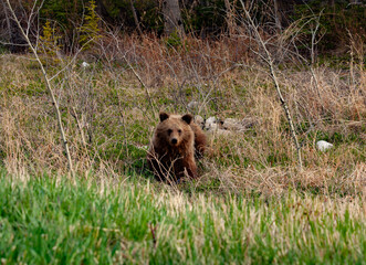 Grizzly cub
