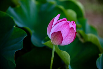 pink lotus flower