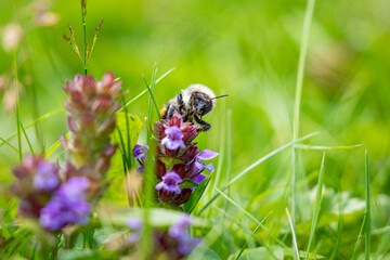A Bumble Bee on a wild flower meadow