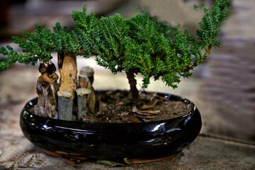 tree in a pot