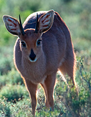 Portrait of a Steenbok ram (Raphicerus campestris), Karoo National Park, Western Cape.
