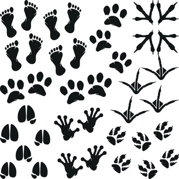 Silhouette texture of printed footprints on white background. Vector of poultry and large mammal feet, trail pattern background