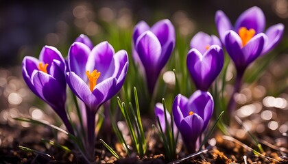 crocus