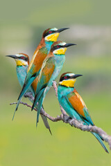 European bee-eater (Merops apiaster)