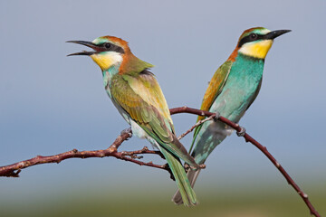 Adult and young of european bee-eater (Merops apiaster)
