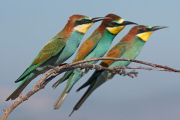 Eeuropean bee-eater (Merops apiaster)