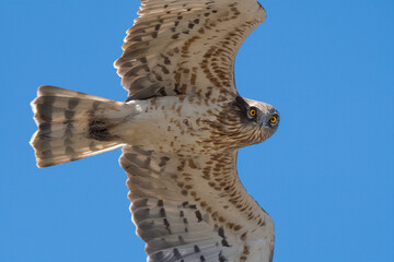 Short-toed Snake Eagle (Circaetus gallicus)