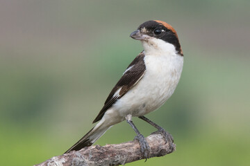 Woodchat Shrike (Lanius senator) male.