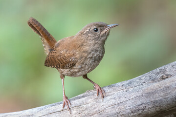 Eurasian wren (Troglodytes troglodytes)