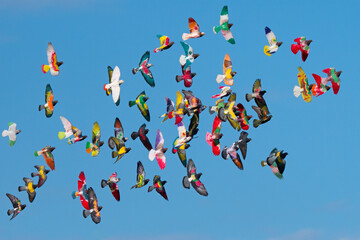 Flying coloured farming pigeons