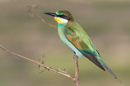 Young european beeater (Merops apiaster)