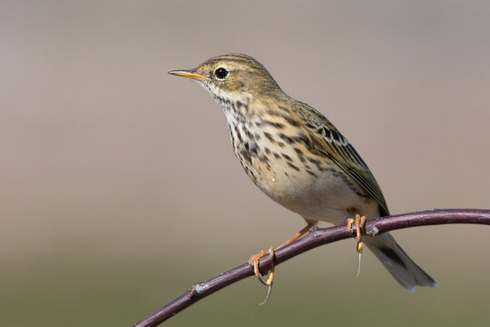 Meadow pipit (Anthus pratensis)