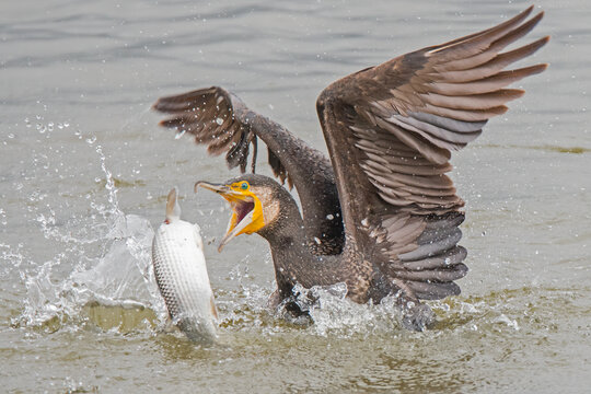 Great cormorant (Phalacrocorax carbo) eating a fish.