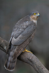 Female Sparrowhawk (Accipiter nisus)