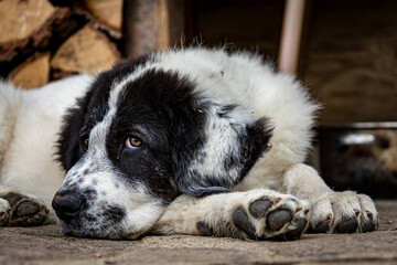 A Bukowina Shepherd puppy dog