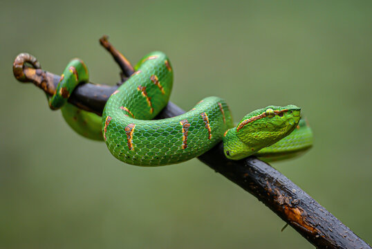 green snake on a tree