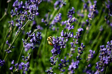 bee in the lavender flowers in the garden