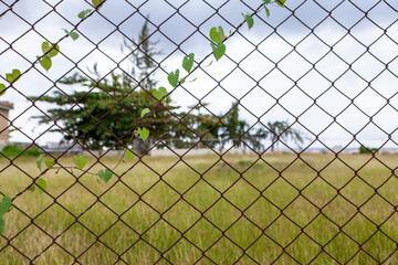 Fence with grass in Bridgetown, Barbados