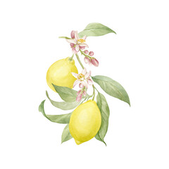 Watercolor lemon branch with fragrant flowers and juicy fruits. Hand drawn, isolated.