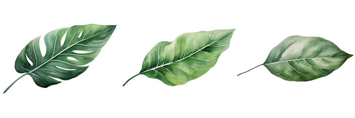  set of a Watercolor dark green leaf isolated on a white on a transparent backgrounds
