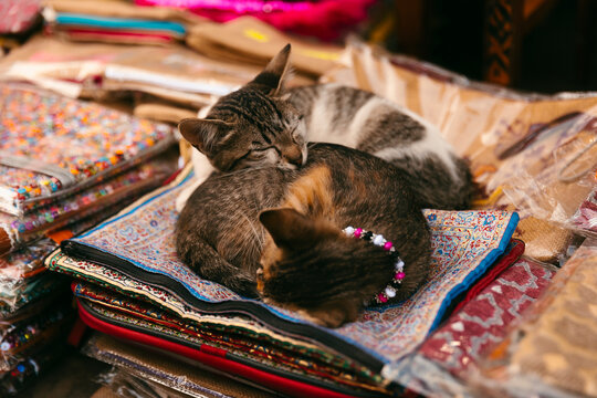 Two baby cats sleeping on rugs in a stall in the Marrakech souk