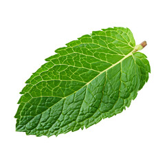 Obraz premium Green mint leaf isolated on transparent background