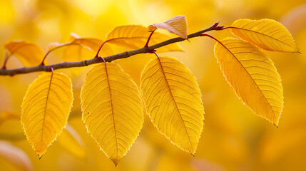 Obraz premium Autumnal Park Scene with Golden Foliage, Reflecting the Warmth and Beauty of the Fall Season