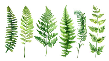 Fern watercolor collection  isolated on transparent background