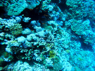 Scuba diving along a cliff reef, including coral, fish