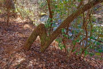 Oddly shaped tree