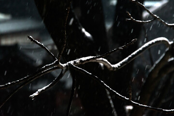 bare twigs in the snowing night