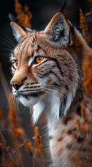 Obraz premium a lynx walks in the forest and looks into the camera created by AI