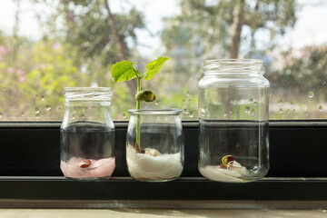  Germinate beans on window at home