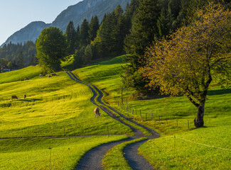 Hiking path in the alps of tyrol