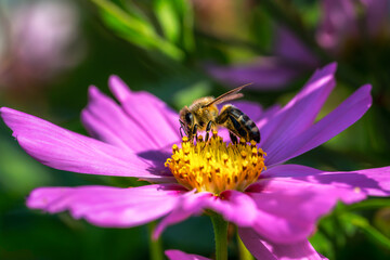 Bee on a pink dahlia flower blossom