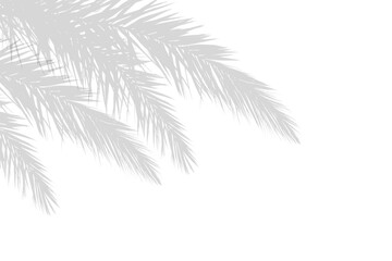 Palm branches leaf shadow on white background