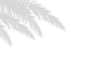 Palm branches leaf shadow on white background