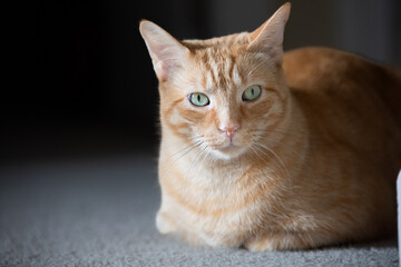 close up of orange cat laying on carpet in sunlight