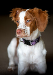 Brittany spaniel laying indoors ear flipped over puppy looking into distance