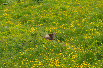Wild marmot in a mountains in a flower-filled meadow in the mountains in summer sunny weather. The...