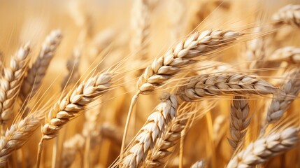 Close-up of wheat ears with sunlight at evening or morning and yellow field as background. Harvest
