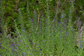 Floral. Closeup view of Echium vulgare, also known as viper's bugloss, beautiful flowers of purple and pink petals, blooming in the field. 