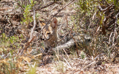 Wildlife. Closeup view of a grey fox, Lycalopex gymnocercus, resting in the arid desert.	
