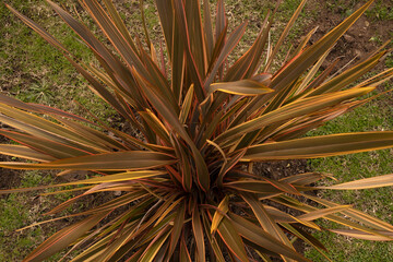 Fototapeta premium Botany. Closeup view of Phormium tenax, also known as New Zealand flax, colorful leaves. 