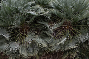Palm leaves background. Mexican blue palm silver foliage in cold evening light